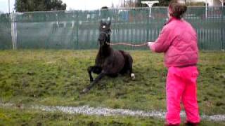 Paco going nuts!!- first time on grass while on stall rest