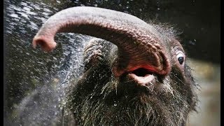 Сафари. Представление слонов. Купание слонов. Elephant show. Elephant swimming