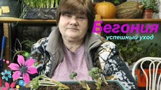 Бегония: основы успешного ухода.