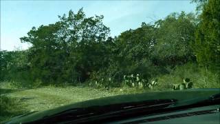 San Antonio TX - Bigfoot Woods - Rick Dyer