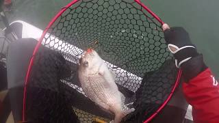 Auckland NZ Jetski Snapper Fishing Using Kaveman Kabura