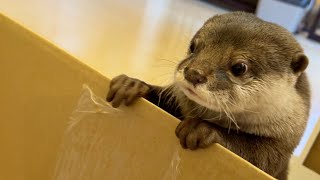 カワウソ握手マシンに猫が乱入してきた！？ cat broke into the otter handshake machine!