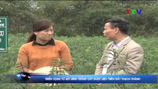 Triển vọng từ mô hình trồng cây dược liệu trên đất Thạch Thành