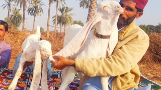 Bugti Claims King is Nothing infront of his Samandar | Challenge to the whole world| Documentary