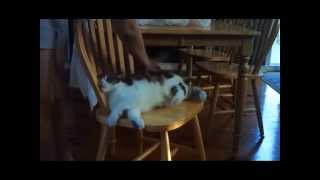 Cat Spanking