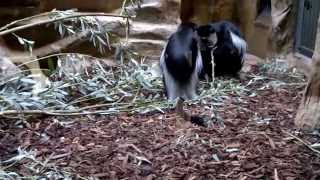 ZOO ANVERS singe capucin désigne aujourd'hui toute une famille de petits primates.