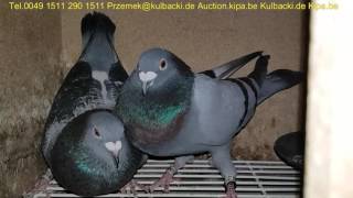 13.05 Champion Pigeons race Kulbacki 30min bevor basked,30min przed wkładaniem tel +49 1511 290 1511