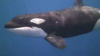 Must Watch ! Orca Killer Whales Scuba Diving in Ocean