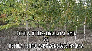 Betula utilis/himalájai nyír vs. Betula pendula/közönséges nyírfa
