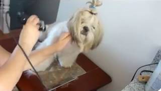 Shih tzu  sasha haircut style