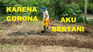 DIMASA CORONA PENGEN USAHA MANDIRI, YA BERTANI. MEMBUAT BEDENG SEBELUM MENANAM.