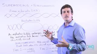 DNA Supercoiling and Topoisomerases