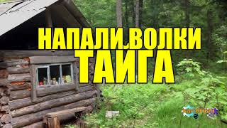 НАПАДЕНИЕ ВОЛКОВ | АТАКОВАЛИ - ЗАСТРЯЛИ В ЛЕСУ | ВОЛКИ СПАСЛИ ЧЕЛОВЕКА истории про волков и людей
