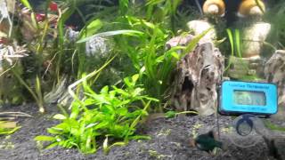 Barbus Green