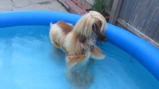 Wall E the Afghan Hound Dog can only walk backward in the Swimming Pool-Funny!