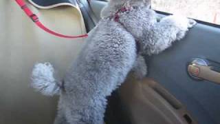 アンバー気管支炎とトイプー近況　Amber Toy poodle developed bronchitis & recent event