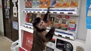 ► Un singe en couche-culotte qui sait utiliser un distributeur de boissons !