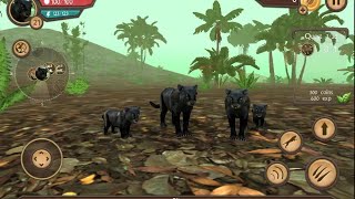 Wild Panther Simulator Android Gameplay #3