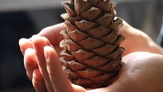 cedar oil
