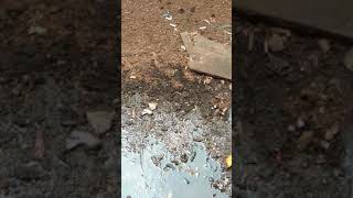 Cara mudah mencari lebah hutan/tawon madu