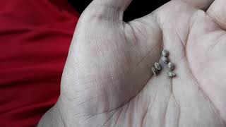 Feminized cannabis seeds vs Mystery Bag seeds: Direct comparison