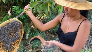 Farm girl in the wild ep5:How to take honey out of raw beehive , with scary huge bees ? ?