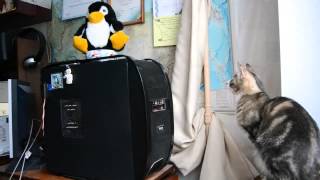 Прикольные коты  Коты разговаривают  Свежая подборка роликов о котах
