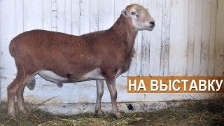 КАТУМСКИЕ ОВЦЫ на выставку. СХП "Катумы"