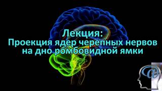 Проекция ядер черепных нервов на дно ромбовидной ямки. Лекция