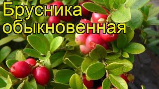Брусника обыкновенная. Краткий обзор, описание характеристик vaccinium vitis-idaea