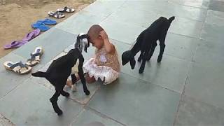 Cute little girl playing with goats kid