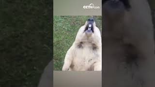 Смешное видео-сурки дерутся за угощение|CCTV Русский