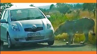 Lion Bites Tire Causing it to Explode