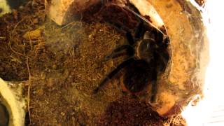 Brachypelma vagans Info and Feeding