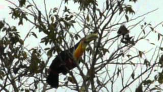 Tucano-de-bico-verde, Ramphastos dicolorus