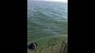 лодка boatmaster и лодочный мотор ямаха 8л.с. да ну тебя