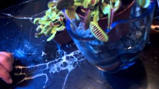 Venus Flytrap eats huge stinkbug