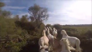 Galop au milieu des chevaux en Camargue HD