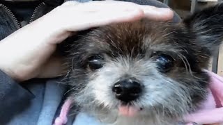 Someone dumped this senior dog. It's the best thing that happened to him.