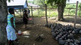 Libon Verde: changes of daily life in Haiti