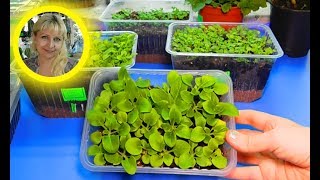 ???САМЫЙ УДАЧНЫЙ СПОСОБ ВЫРАЩИВАНИЯ ПЕТУНИИ ! Посев семян и уход за сеянцами