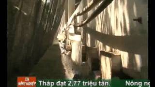 Mô hình nuôi heo trong phòng lạnh