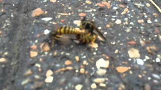 Bees have sex (new kamasutra style)