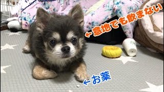 ラズおじさん140 お薬タイム～意地でも飲みません