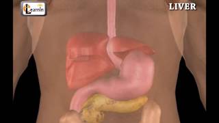 Hydatid Cyst!  Biggest Cysts Ever