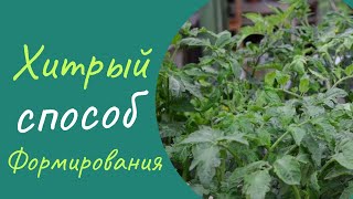 Хитрый способ формирования томатов.