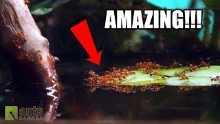 Fire Ants vs. Water