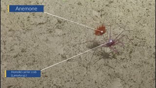 Fashion-forward crab wears a friend | Nautilus Live