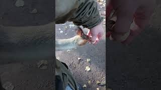 Орешек для белки / Nut for a squirrel