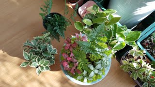 깨진 접시로 재활용 해서 접시정원 만들기 Creating Dish-Garden with Broken Plate